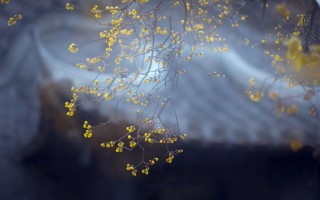 梅花、樱花、桃花..……赶紧约一波！西安早春赏花指南来了！