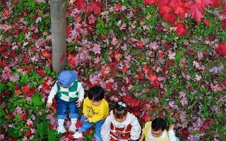 西安旅游攻略：西安雁南公园——红叶「西安健身休闲公园2、西安劳动公园2、西安劳动公园有什么好玩的项目」