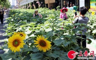 西安景观休闲座椅施工单位2、西安哪里给汽车坐垫包真皮「西安3000余株向日葵“花海”绽放」