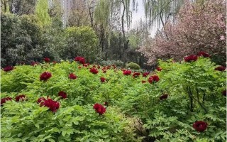 快来赏国花吧！地铁直达，无门票，西安旅游这里的牡丹已盛开