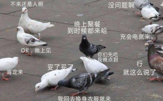 网易8月游戏看点集锦