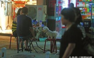 西安不让养什么狗「西安能养什么狗」