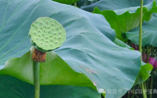 揭秘夏日洗浴新知识！PICC患者在夏天要如何安心洗澡？西安洗浴，知识分享