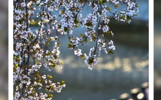 郁金香、牡丹花卉展开幕！西安兴庆宫公园休闲放松