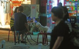西安狗证长什么样「关于狗证西安」