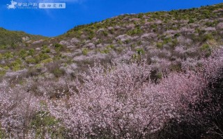 带上相机，穿上美丽的裙子，西安周边“赏花攻略”，春日私藏地