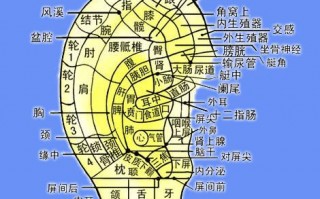 西安按摩馆：补肾延年，提高免疫力？每天一套耳部按摩操