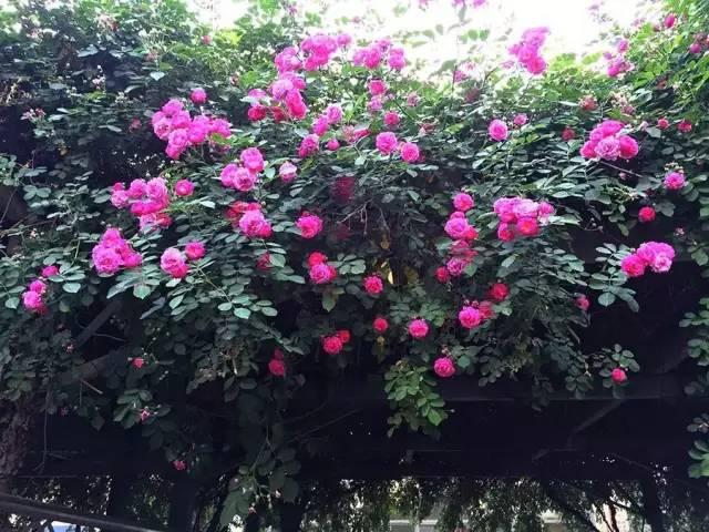 西安蔷薇足浴按摩(这条400多米的蔷薇小路美翻了)  第30张
