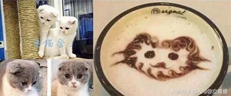 西安猫足浴按摩店(西安那些有猫咪的咖啡馆)  第14张