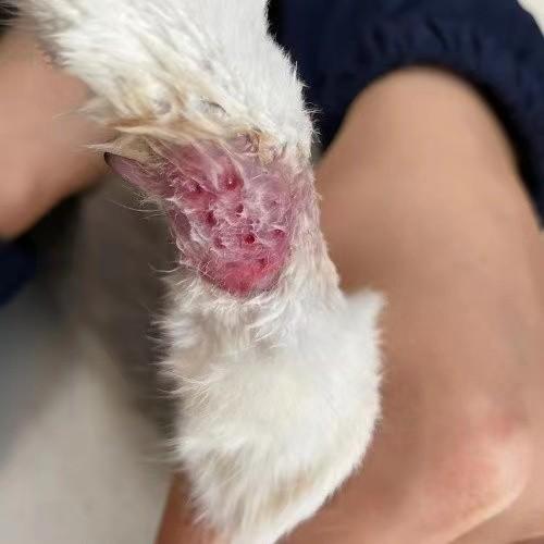 西安猫足浴按摩技师(给猫穿鞋致其四肢腐烂) 第2张