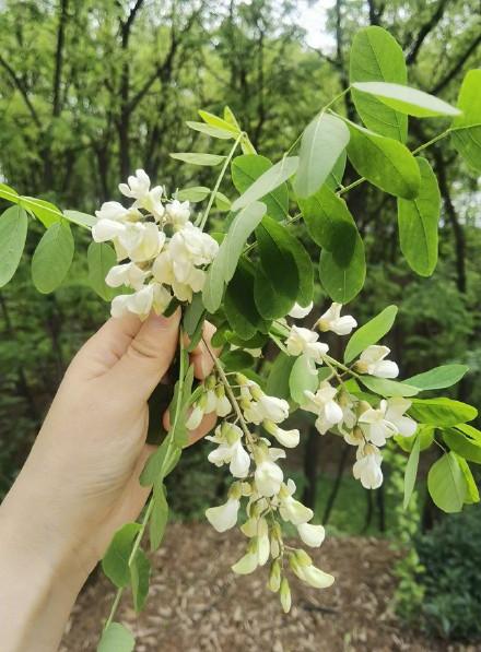 西安三官村足浴按摩店(西安蓝田第六届槐花节开幕) 第1张