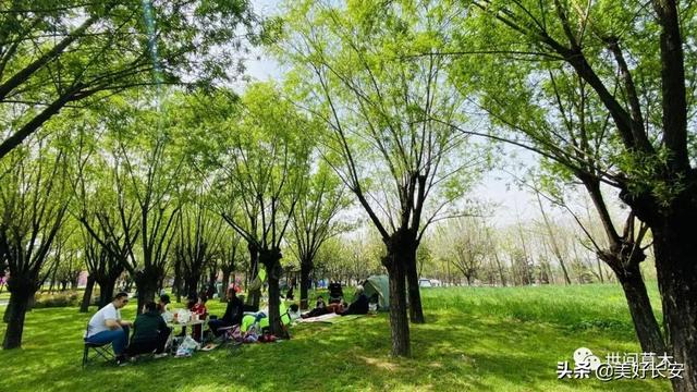 高新足浴按摩西安哪里有(有一个被大家忽略的春游好地方) 第2张