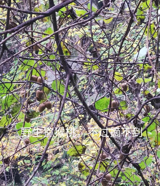 清远观音山在哪里,疑是银河落九天 第14张