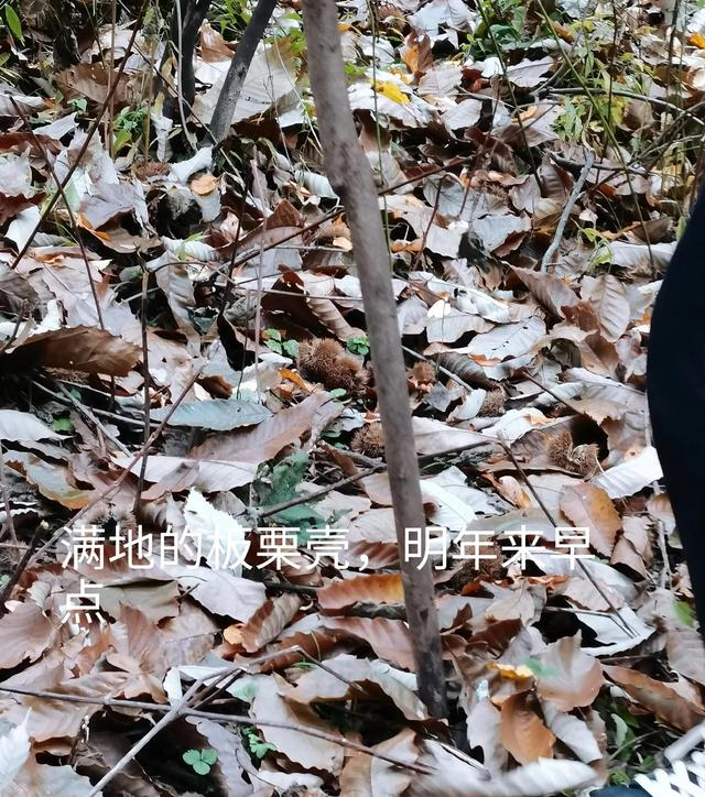 清远观音山在哪里,疑是银河落九天 第15张