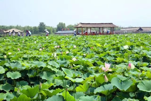 适合朋友圈芒种节气祝福语收获快乐，种下平安吉祥，  第25张