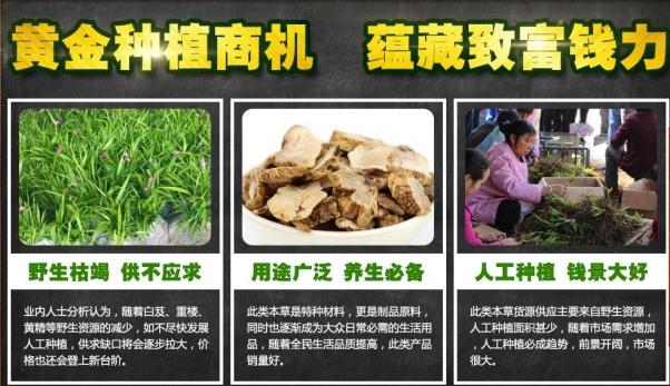 西安三资职业技术学院白芨种植前景分析 第4张