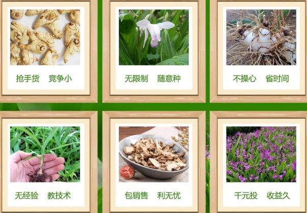 西安三资职业技术学院白芨种植前景分析 第2张