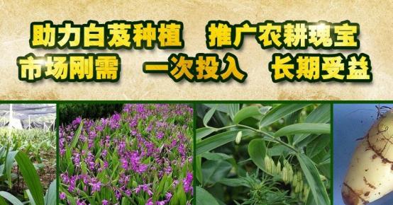 西安三资职业技术学院白芨种植前景分析 第3张