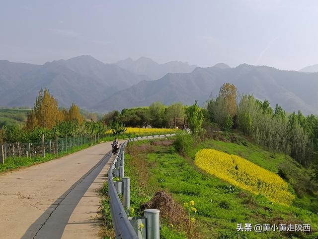 西安秦岭脚下小山村,赏腊梅花淡淡的腊梅花淡淡的清香 第4张