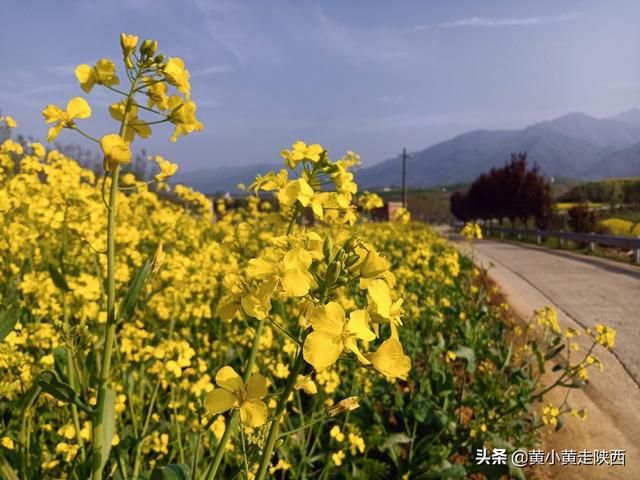 西安秦岭脚下小山村,赏腊梅花淡淡的腊梅花淡淡的清香 第6张
