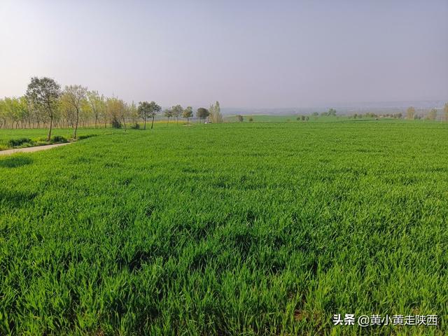 西安秦岭脚下小山村,赏腊梅花淡淡的腊梅花淡淡的清香 第7张