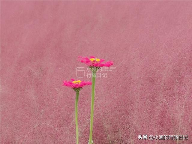 西安这条网红花海、主题乐园、主题乐园、民俗小镇全都有 第5张
