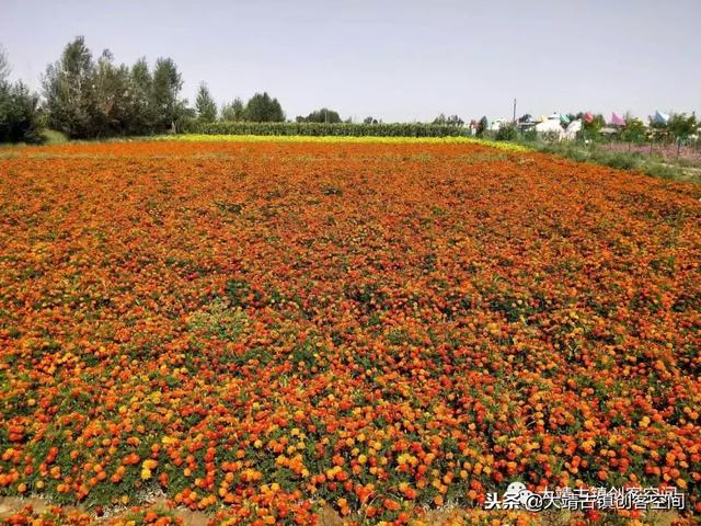 甘肃大靖镇:西部丝路特色城、西部丝路特色城、西部丝路特色城镇化 第10张