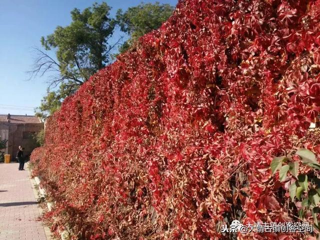 甘肃大靖镇:西部丝路特色城、西部丝路特色城、西部丝路特色城镇化 第14张