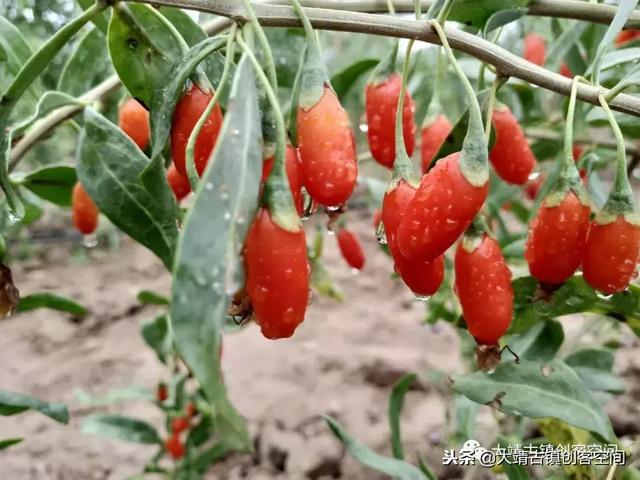 甘肃大靖镇:西部丝路特色城、西部丝路特色城、西部丝路特色城镇化 第18张