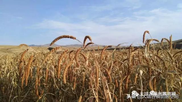甘肃大靖镇:西部丝路特色城、西部丝路特色城、西部丝路特色城镇化 第31张