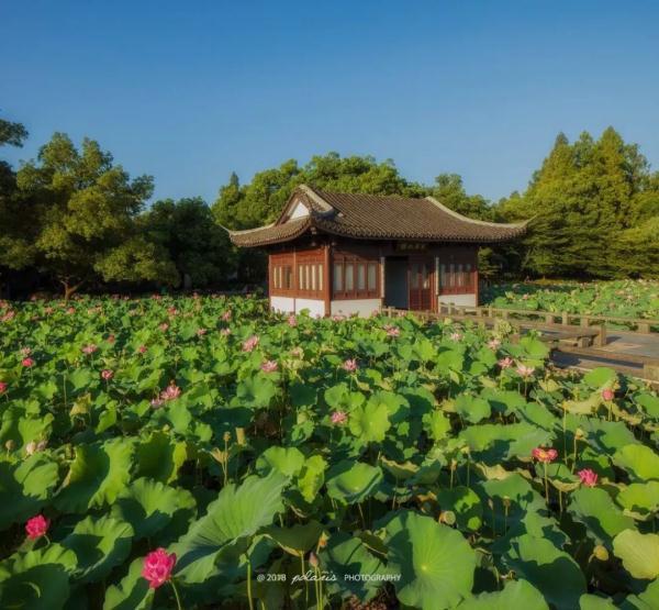 西湖赏鸟正当时,最后一个月,西湖这份美 第2张
