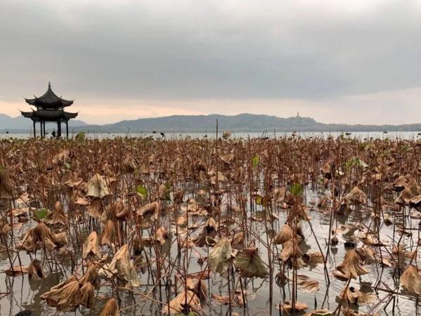 西湖赏鸟正当时,最后一个月,西湖这份美 第8张