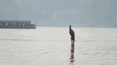 西湖赏鸟正当时,最后一个月,西湖这份美 第12张