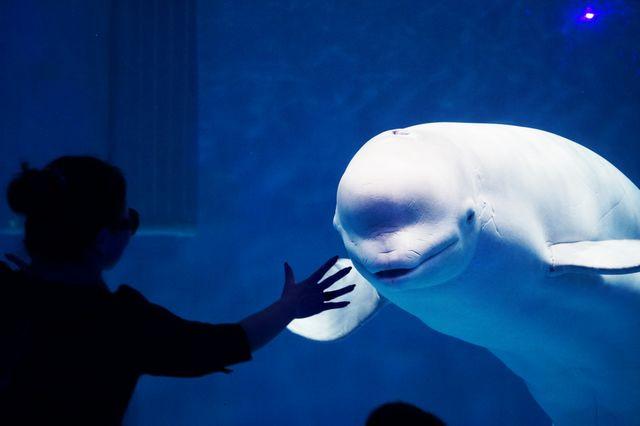 西安浐白鲸、海豚、海豚、企鹅扎堆来了 第2张