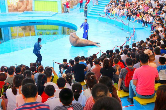 西安浐白鲸、海豚、海豚、企鹅扎堆来了 第11张