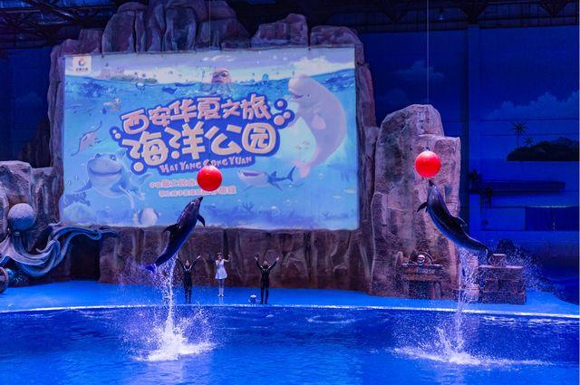 西安浐白鲸、海豚、海豚、企鹅扎堆来了 第16张