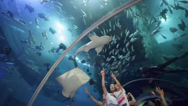 西安浐白鲸、海豚、海豚、企鹅扎堆来了 第21张
