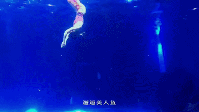 西安浐白鲸、海豚、海豚、企鹅扎堆来了 第20张
