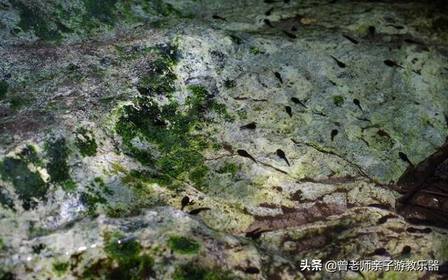 广东南岭旅游攻略 第74张
