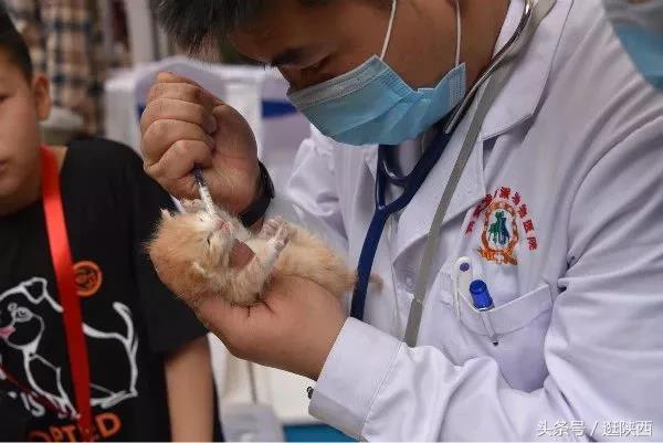 第二十届西安领养日活动圆满落幕  第8张