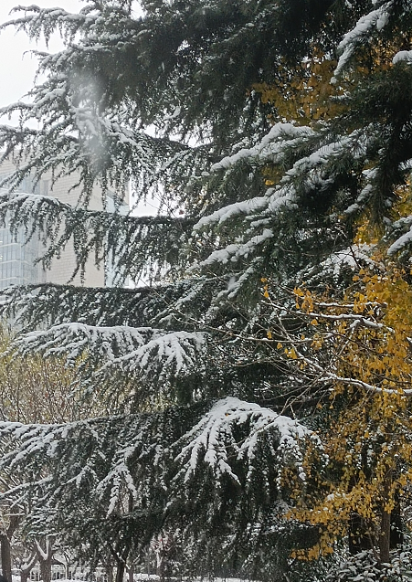 西安这波降雪下多久?温度最低-5℃!雨、雪、吹风、降温齐上阵! 第3张