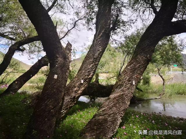 西安灞河提升改造工程进展顺利 第7张