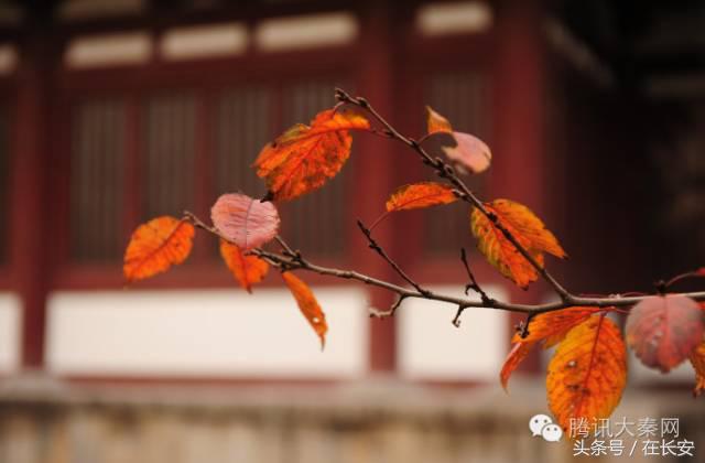 西安蓝宝石休闲西安蓝宝石休闲西安蓝宝石休闲赏秋景「西安白鹿原影视城游玩攻略」  第4张