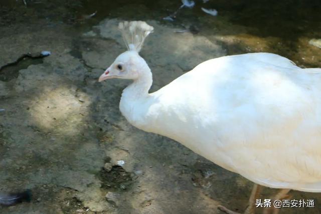 西安小众休闲野餐西安小众休闲野餐提起世博园的七面鸡「西安世博园游玩攻略」  第19张