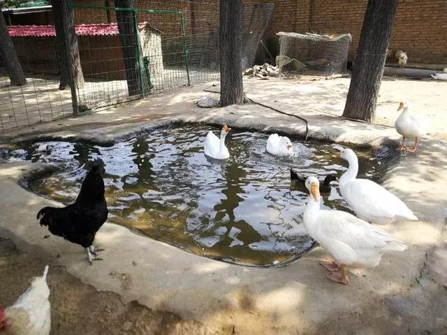 西安休闲钓鱼的好地方在哪里「西安钓鱼去哪里好」  第44张