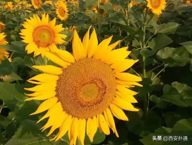 西安游玩攻略：西安周边游玩攻略「西安周边休闲树林露营攻略2、西安周边休闲树林露营攻略」  第3张