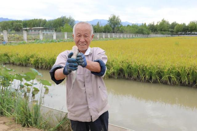 西安高新区东大街道北大村稻渔场打造特色休闲渔业驱车「温quan水里养鱼特种渔场打造特色休闲渔业驱车来到西安高新区」  第4张