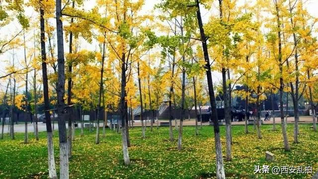 西安生态休闲游园、沣河生态湿地公园、沣河生态湿地公园「沣河生态湿地公园现在开放吗？」  第8张