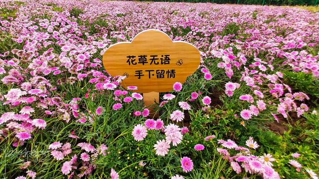 西安旅游攻略：西安高新区上滩村「西安伞塔路自行车市场都有什么森林公园和万花山景区」  第14张