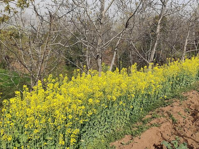 西安柳泉口桃花节赏桃花，粉面含春，争奇斗艳「西安旅游攻略——桃花节」  第21张